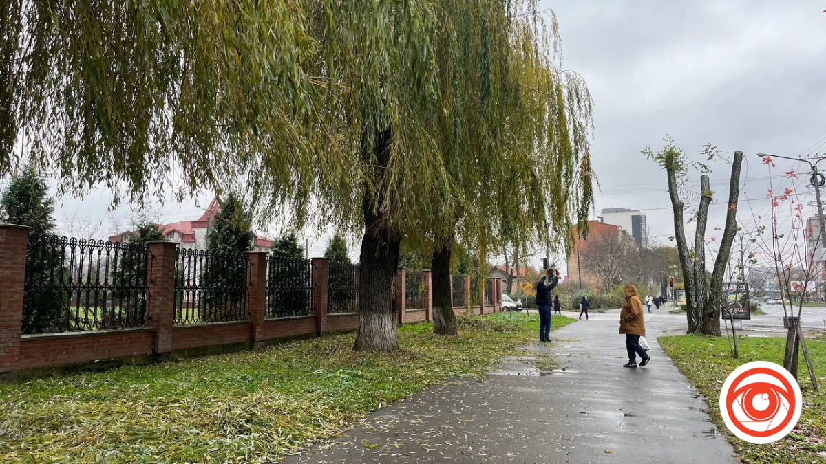 На проспекті Лесі Українки у Калуші підрізають гілки дерев | ФОТОФАКТ