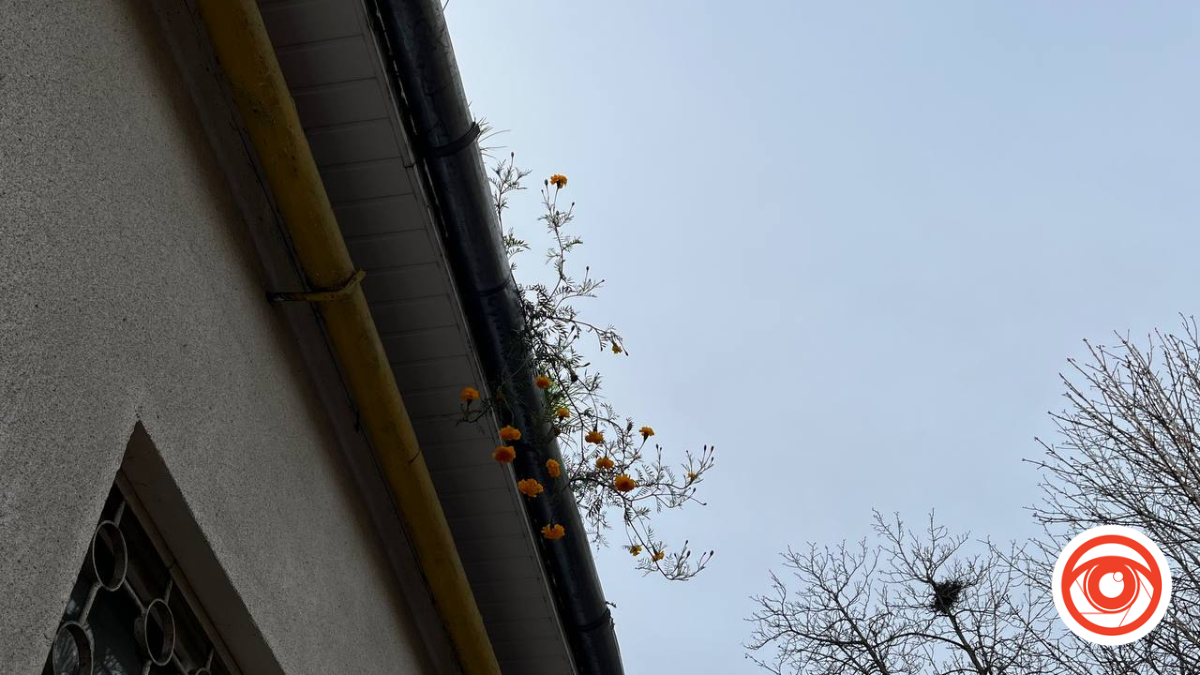 На Винниченка у Калуші "весна": на даху проросли чорнобривці | ФОТОФАКТ