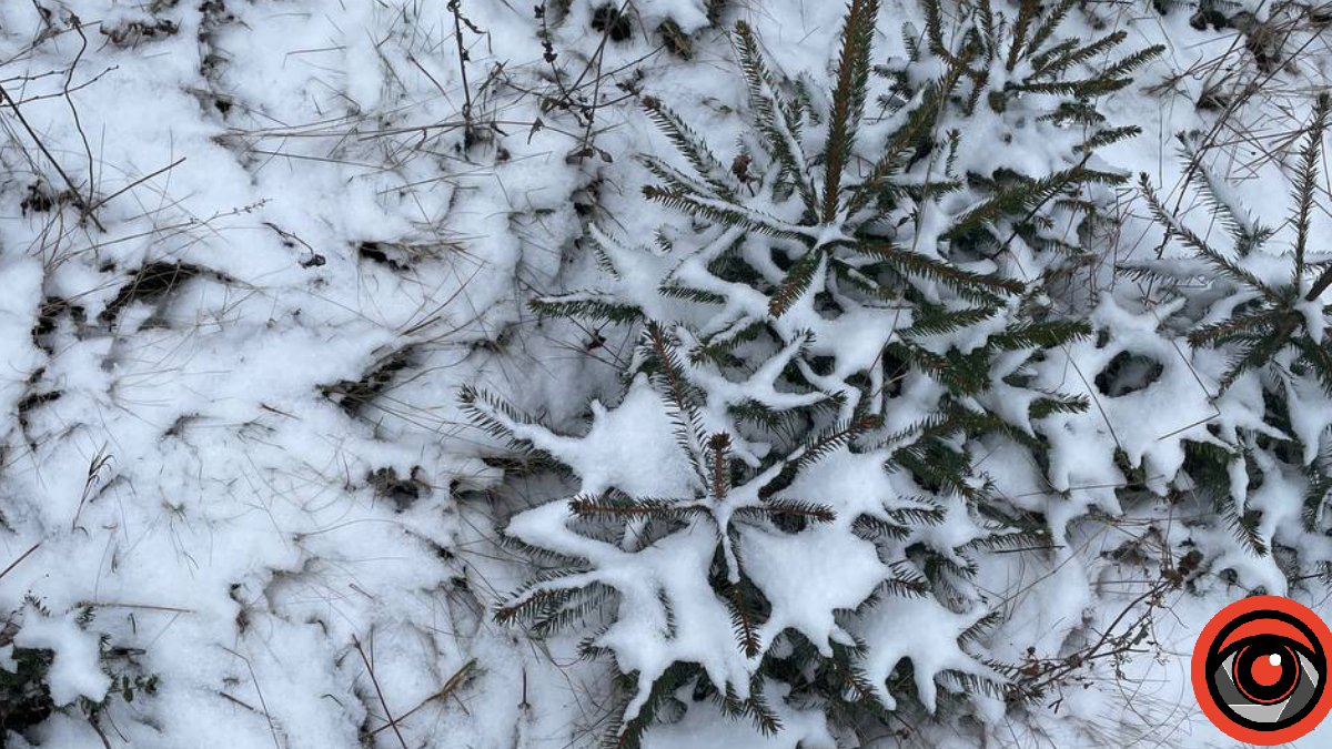 ялинка в снігу