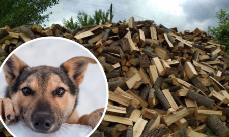 Калуському притулку для тварин потрібні дрова і сіно