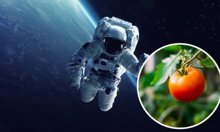 Астронавти загубили у космосі помідор