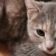 У Калуші особлива кішечка шукає дім і любов | ФОТО