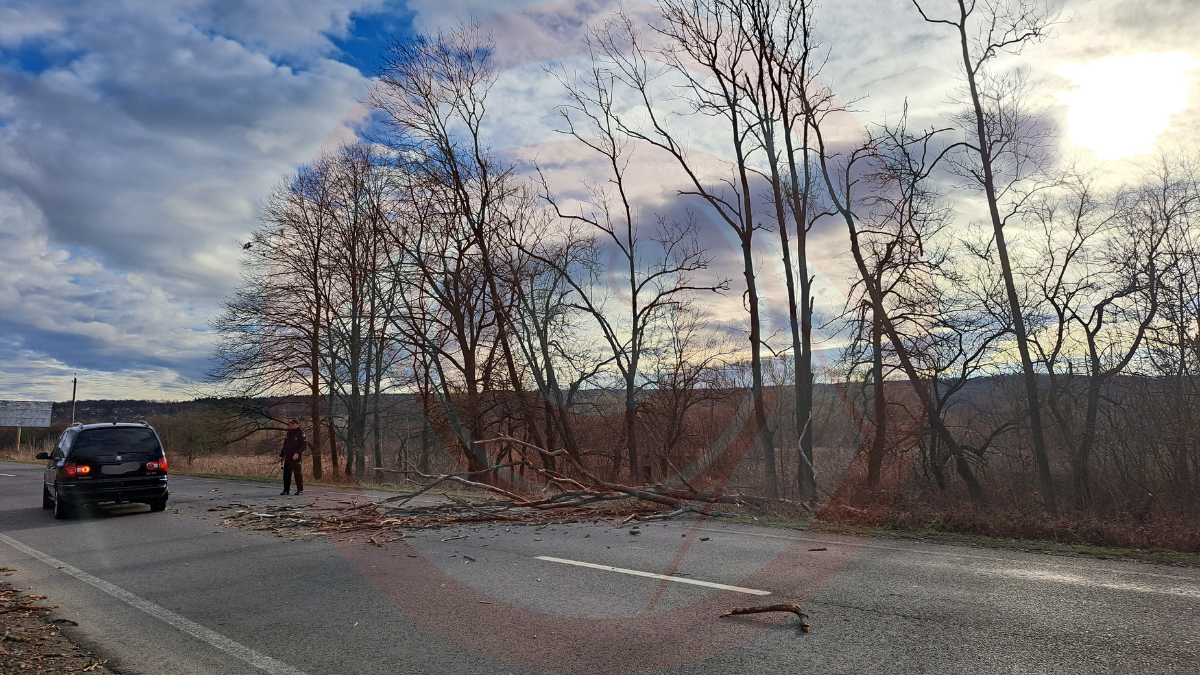 На в'їзді у Калуш дерево впало на дорогу