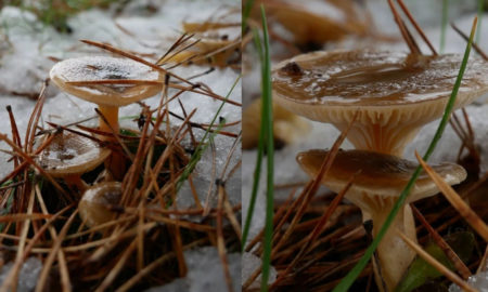 Виросли й забули... — у Калуші в грудні виросли гриби | ФОТОФАКТ