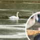 На Німецькому озері у Франківську загинули дикі лебеді