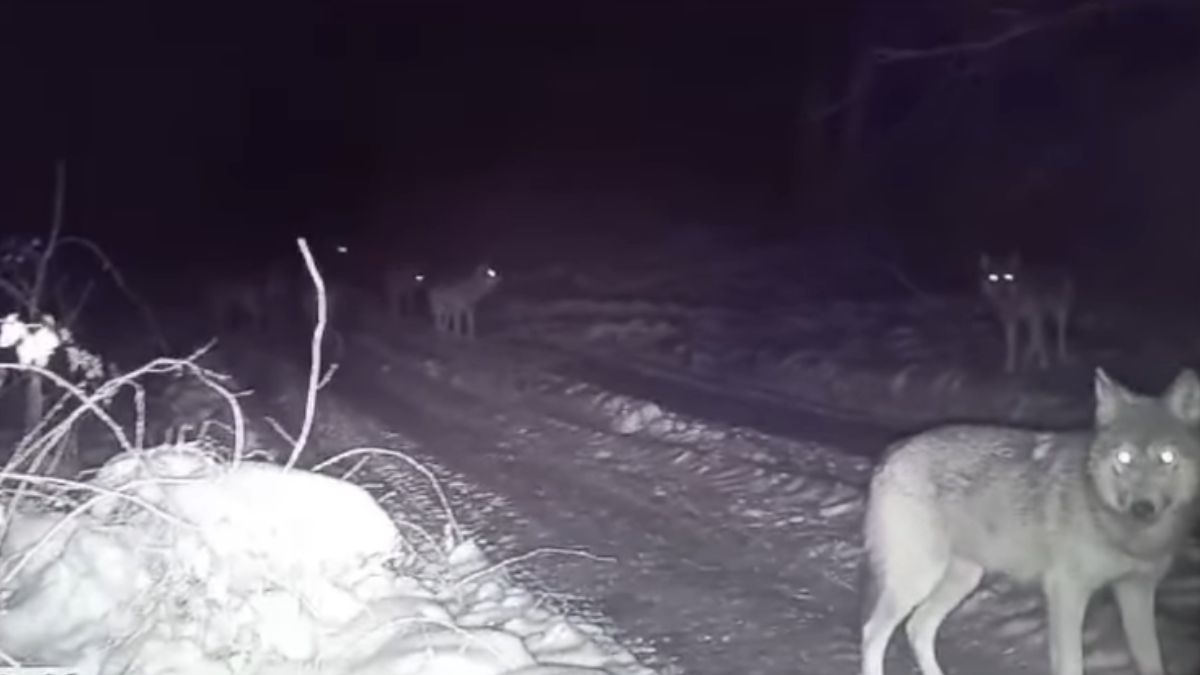 На Калущині біля села розгулює зграя вовків | ВІДЕО