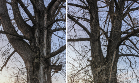 На Калущині виявили два дерева, яким вже понад 150 років | ФОТОФАКТ