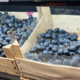 На вагу золота. Скільки у Калуші коштує кілограм винограду?