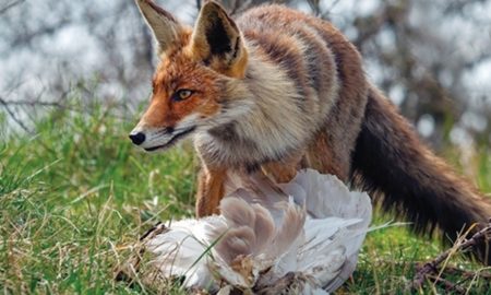 У Боднарові лисиці внадилися красти курей — навіть удень