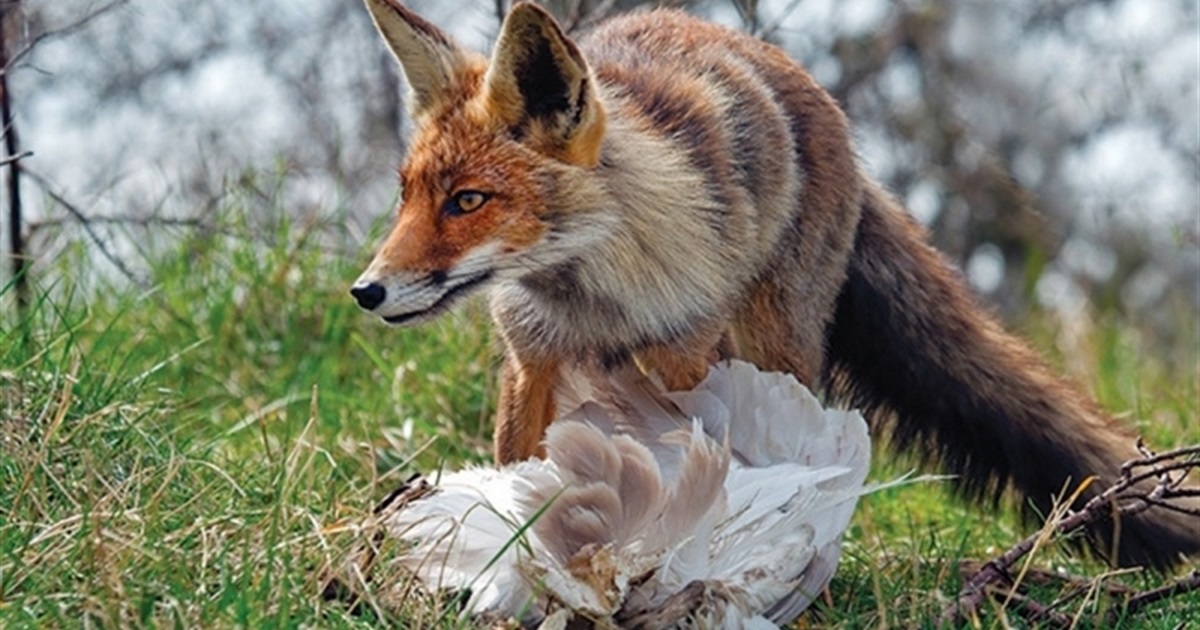 У Боднарові лисиці внадилися красти курей — навіть удень