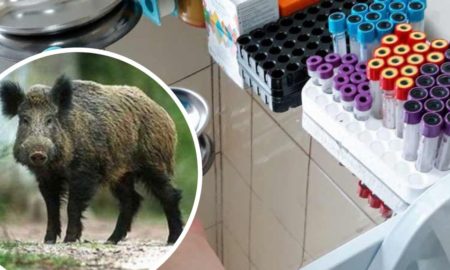 На Прикарпатті у диких свиней виявили африканську чуму