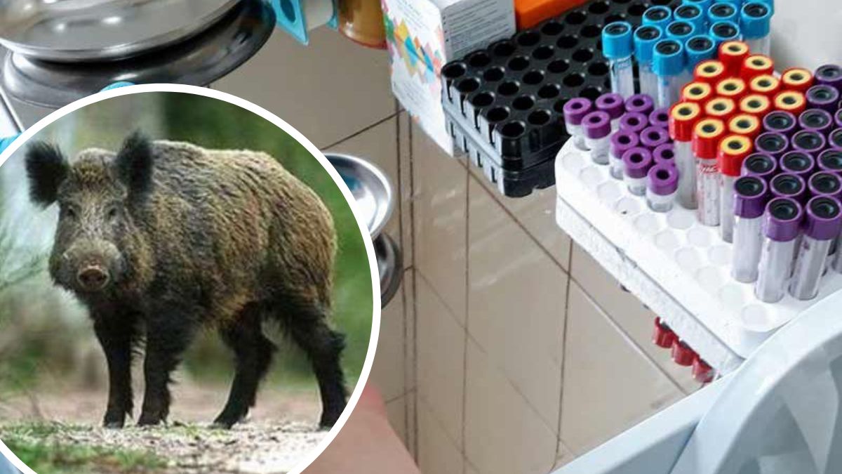 На Прикарпатті у диких свиней виявили африканську чуму