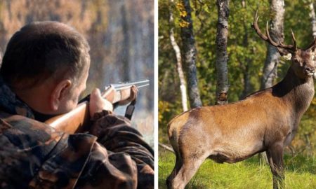 У Завої браконьєри застрелили оленя. Їх затримали з черепами тварин | ВІДЕО