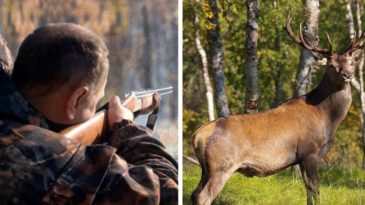У Завої браконьєри застрелили оленя. Їх затримали з черепами тварин | ВІДЕО