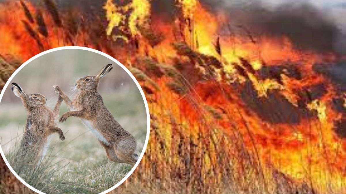 Спалите суху тарву на полях — лисиць у селах побільшає