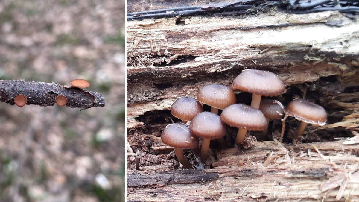 У прикарпатському лісі знайшли квітневі гриби