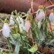 На Болехівщині посилили охорону рідкісних рослин