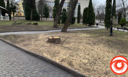 На площі Героїв у Калуші зрубали дерево | ФОТОФАКТ