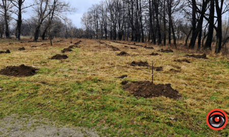 У Коломиї на Алеї Добровольців висадять майже 65 нових дерев