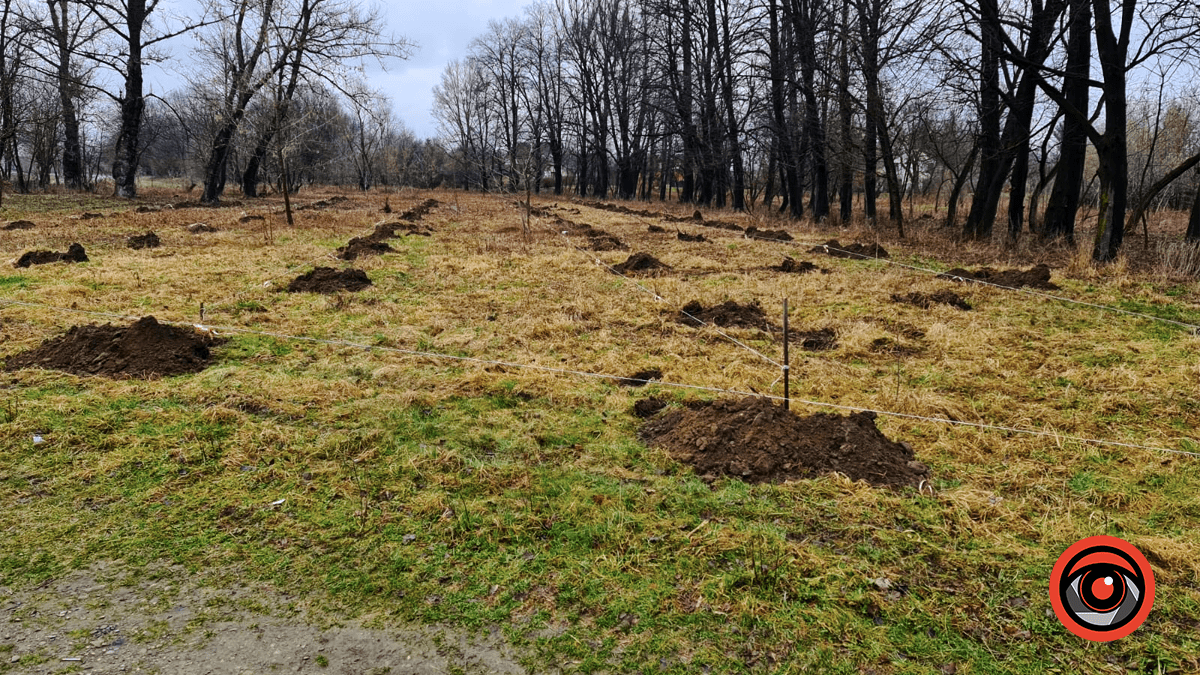 У Коломиї на Алеї Добровольців висадять майже 65 нових дерев