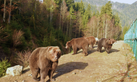 Гріються на сонці: у нацпарку прокинулися ведмеді | Фото та відео