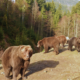 Гріються на сонці: у нацпарку прокинулися ведмеді | Фото та відео