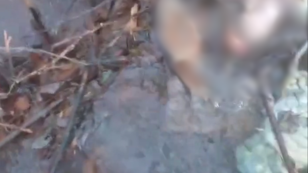 Браконьєри вбили 5 козуль між Калуським й Стрийським районами | Відео