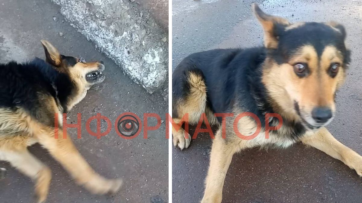 Отруєння собак у Болехові: поліція шукає свідків та проводить перевірку