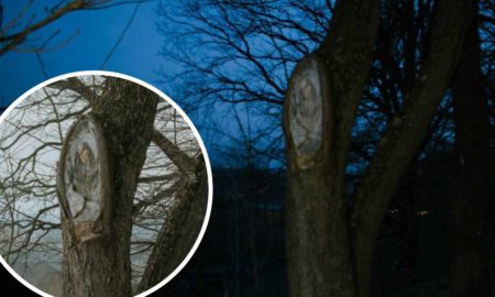 У Брошневі на зрубі дерева люди бачать образ Богородиці | ФОТО