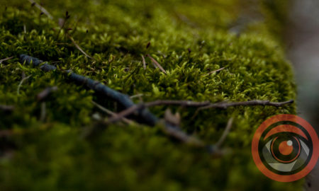 На Калущині людей просять не йти до лісу, бо фахівці будуть знешкоджувати боєголовку ракети