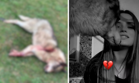 У Калуші невідомі застрелили собаку | Поліція розпочала перевірку