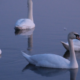 На озері у Калуші поселилась родина лебедів | ФОТО