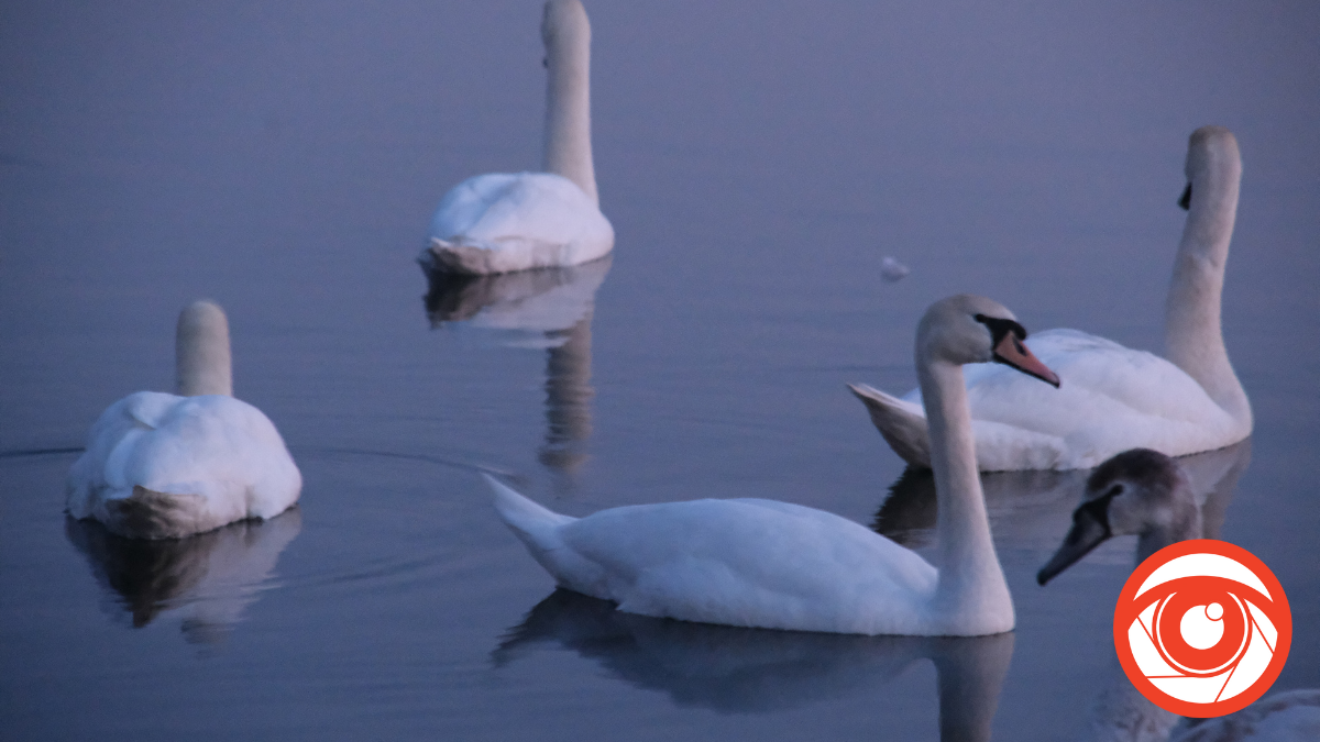 На озері у Калуші поселилась родина лебедів | ФОТО