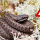 У дитячому садочку на Прикарпатті виловили небезпечну змію
