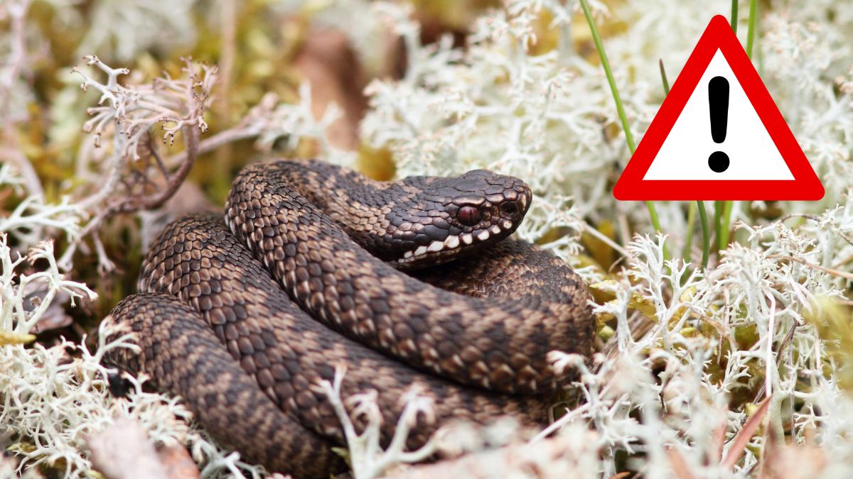 У дитячому садочку на Прикарпатті виловили небезпечну змію