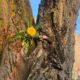 У Калуші на дереві розцвіта кульбаба