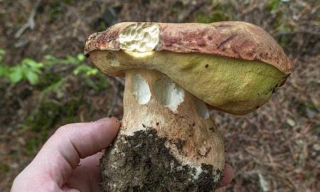 На Прикарпатті хваляться зборами перших білих грибів | ФОТО