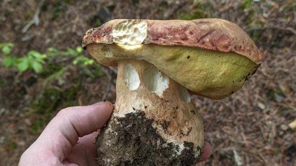 На Прикарпатті хваляться зборами перших білих грибів | ФОТО