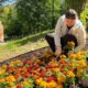 На Прикарпатті заклали квітучу "писанку" із 400 чорнобривців | ФОТО