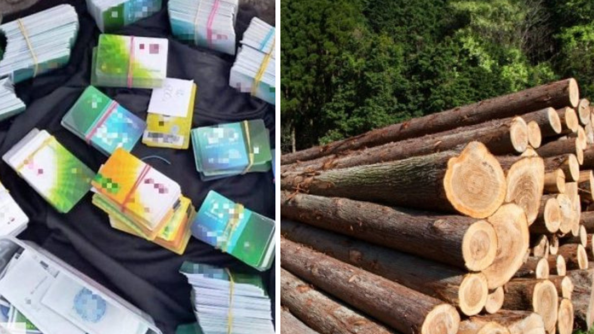 На Долищині еколог погодився закрити очі на незаконну рубку дерев за 2 000 літрів безину