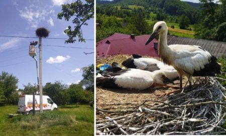 У Болехівській громаді лелекам рятували "житло" | ФОТО