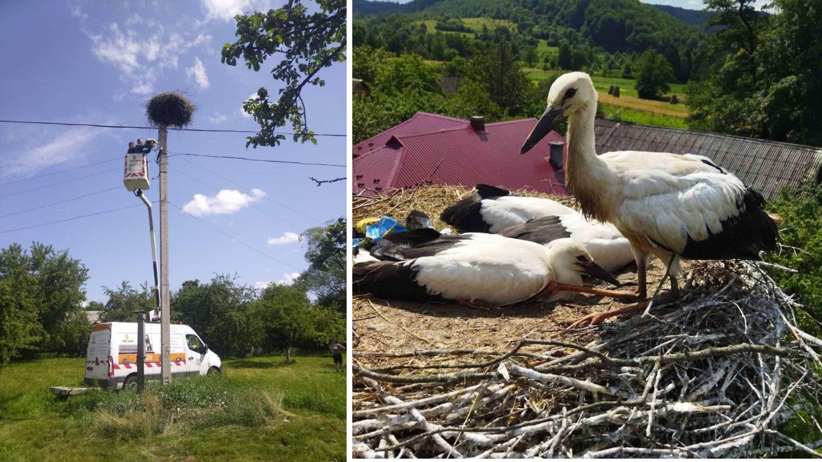 У Болехівській громаді лелекам рятували "житло" | ФОТО