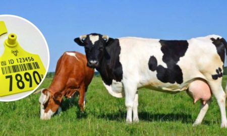 Фермери Прикарпаття другі за кількістю поданих заявок на дотацію на утримання корів