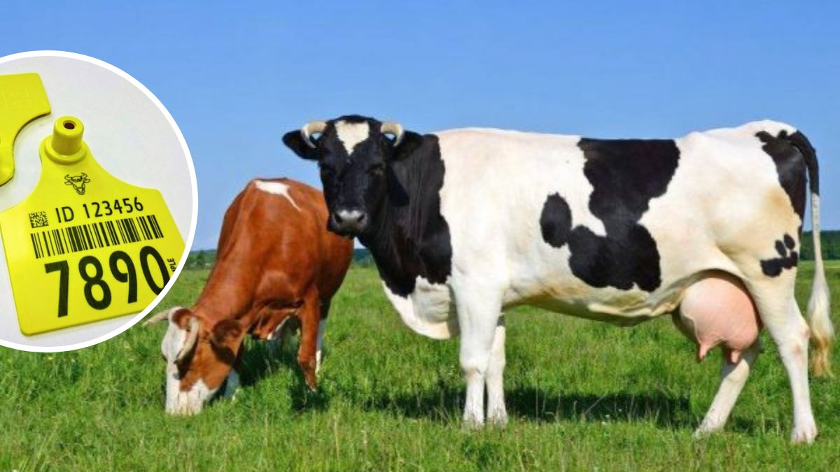 Фермери Прикарпаття другі за кількістю поданих заявок на дотацію на утримання корів