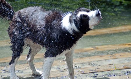 Водні процедури для собак. У калуському "Домі Сірка" показали ігри з мокрими чотирилапими | ВІДЕО