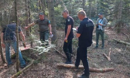 Біля Долини незаконно нарубали дерев на понад 1,3 мільйони гривень