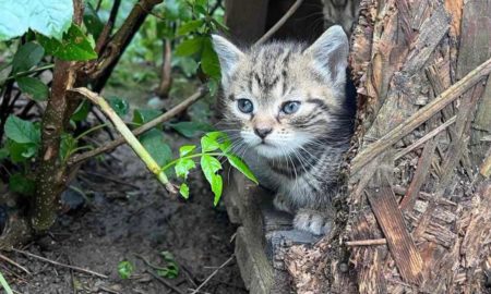 Кому кошенятко у Калуші