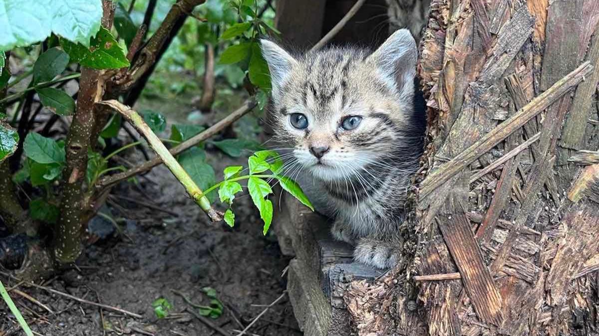 Кому кошенятко у Калуші