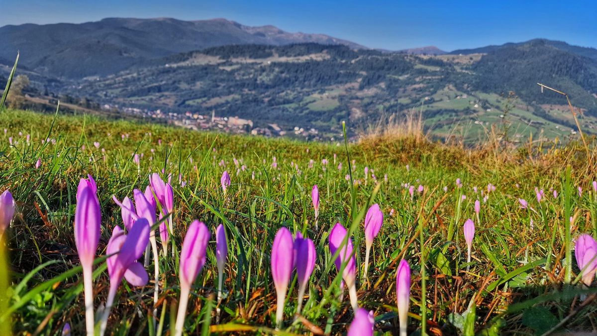 Крокуси восени? Туристи у Карпатах милуються ніжними квітами | ФОТО