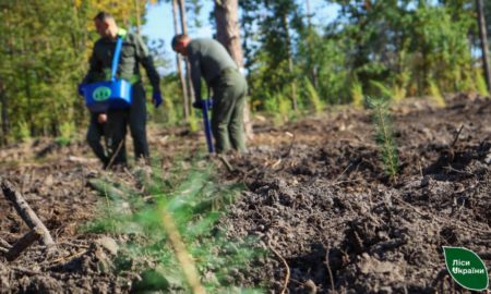 Тисячі дерев цієї осені вже насіяли у високогір'ї,